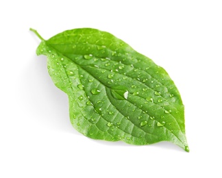 Green leaf with dew on white background