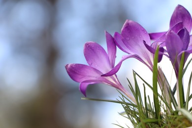 Fresh purple crocus flowers growing on blurred background