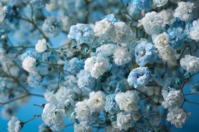 Many beautiful dyed gypsophila flowers on light blue background, closeup