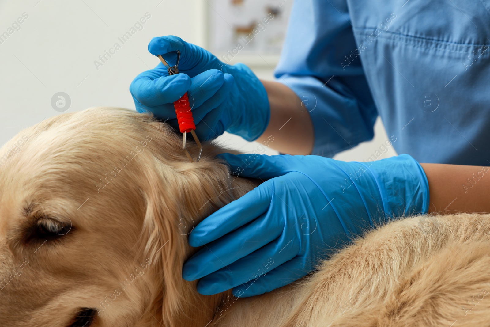 Photo of Veterinarian taking ticks off dog on blurred background, closeup