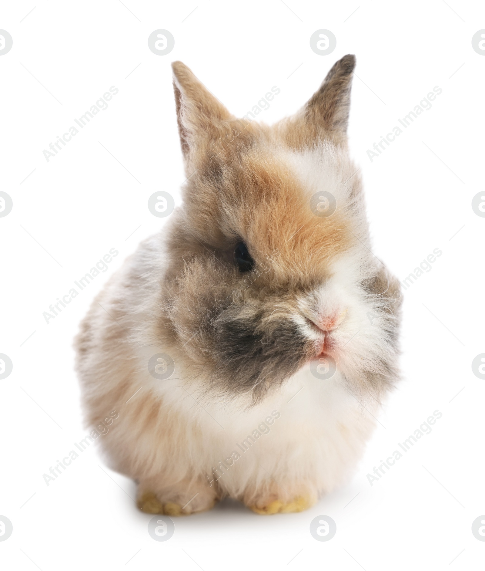 Photo of Cute fluffy pet rabbit isolated on white