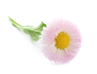 Beautiful blooming daisy on white background. Spring flower