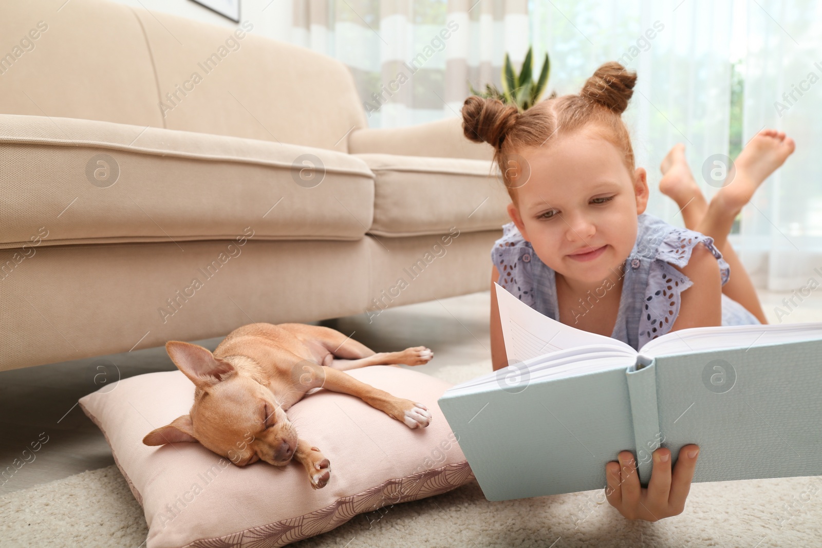 Photo of Cute little child reading book while her Chihuahua dog sleeping at home. Adorable pet