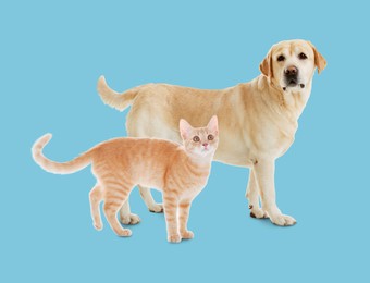 Cute cat and dog on light blue background. Animal friendship