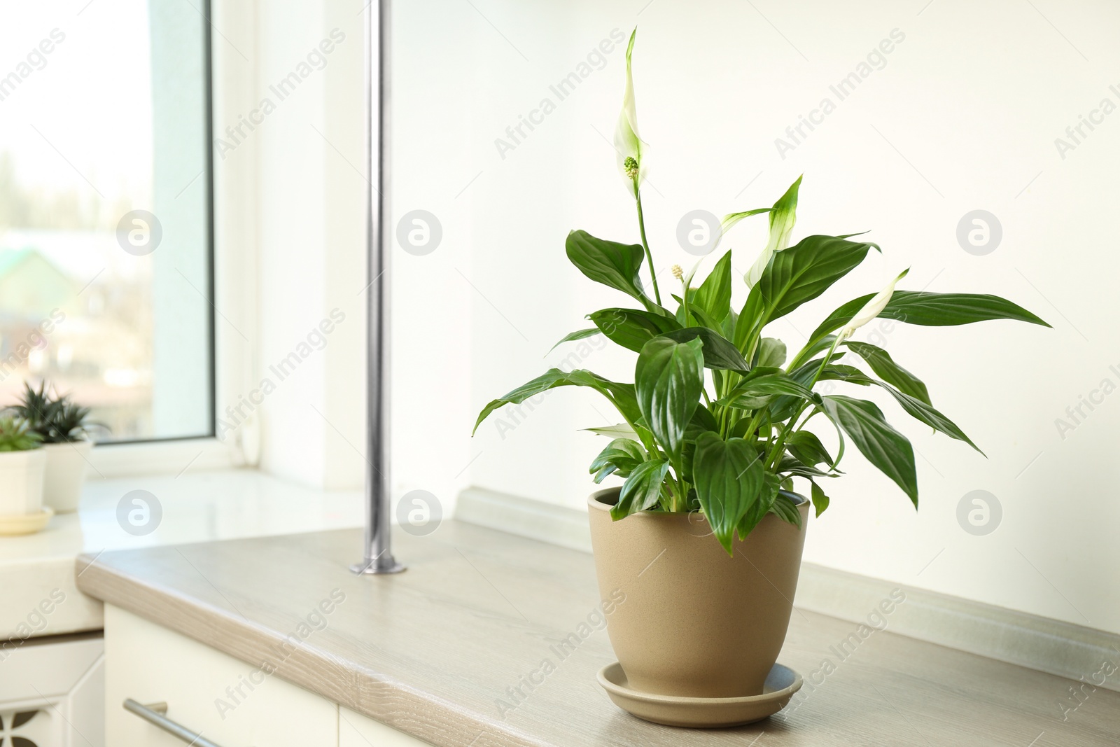 Photo of Beautiful Peace lily plant in pot on table near window at home, space for text