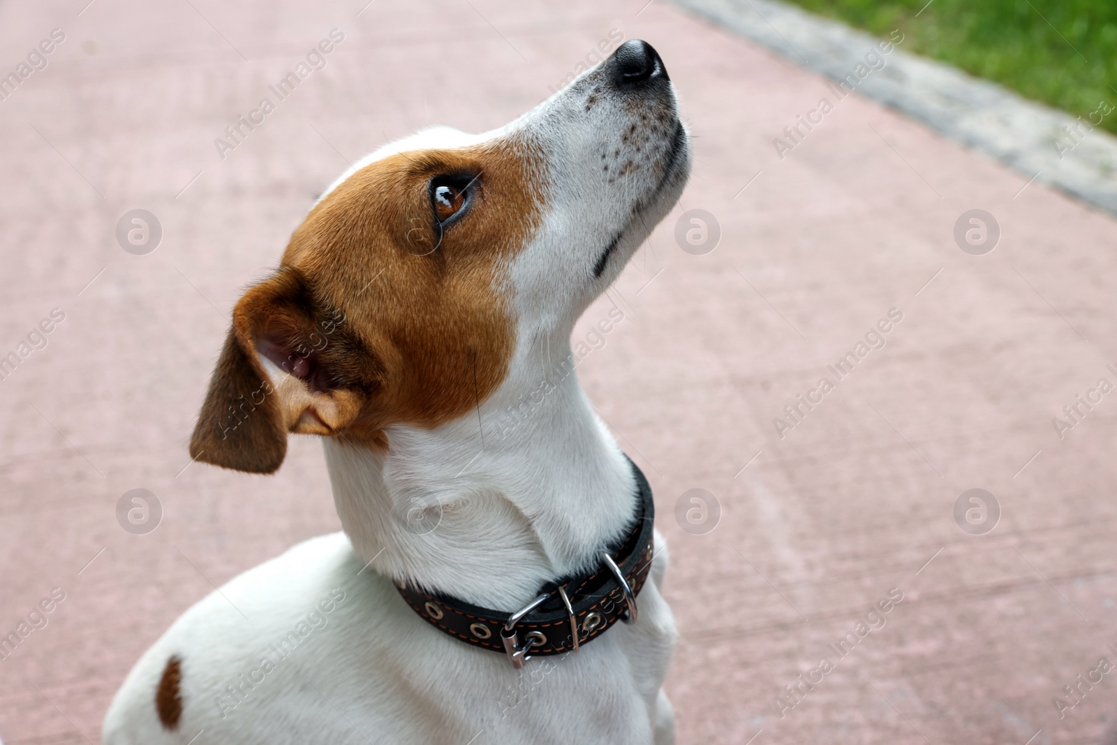 Photo of Beautiful Jack Russell Terrier in black leather dog collar outdoors. Space for text