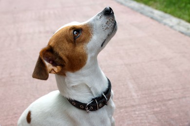 Beautiful Jack Russell Terrier in black leather dog collar outdoors. Space for text