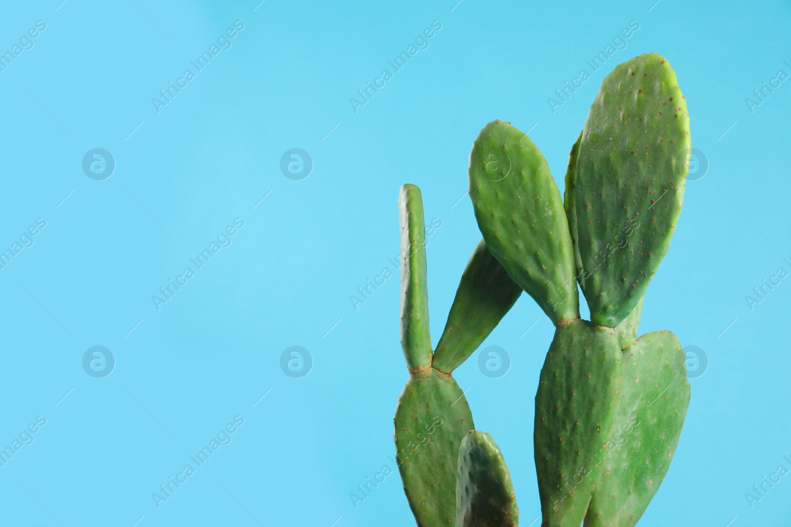 Photo of Beautiful cactus on light blue background, space for text. Tropical plant