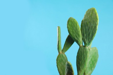 Beautiful cactus on light blue background, space for text. Tropical plant