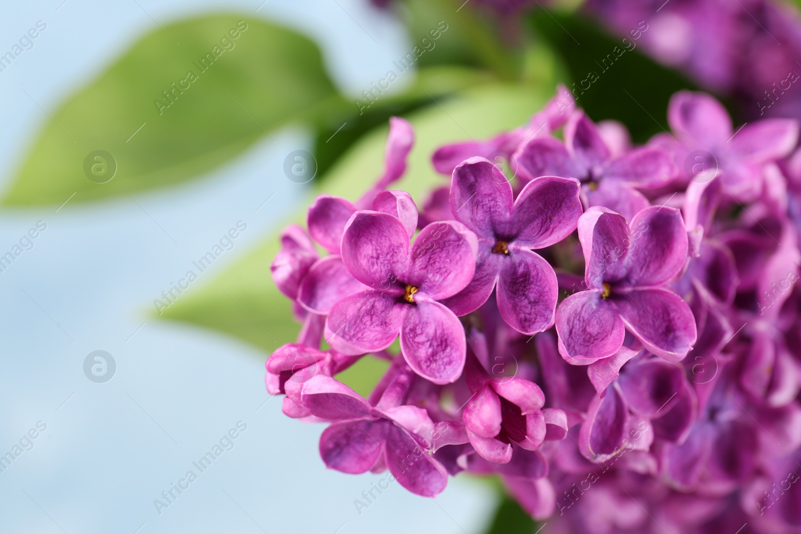 Photo of Closeup view of beautiful lilac flowers on light blue background