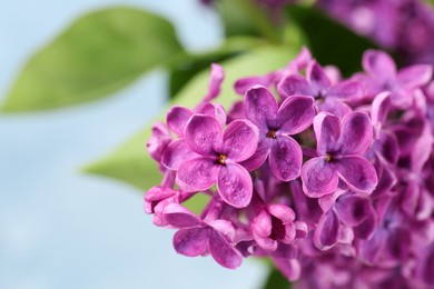 Photo of Closeup view of beautiful lilac flowers on light blue background