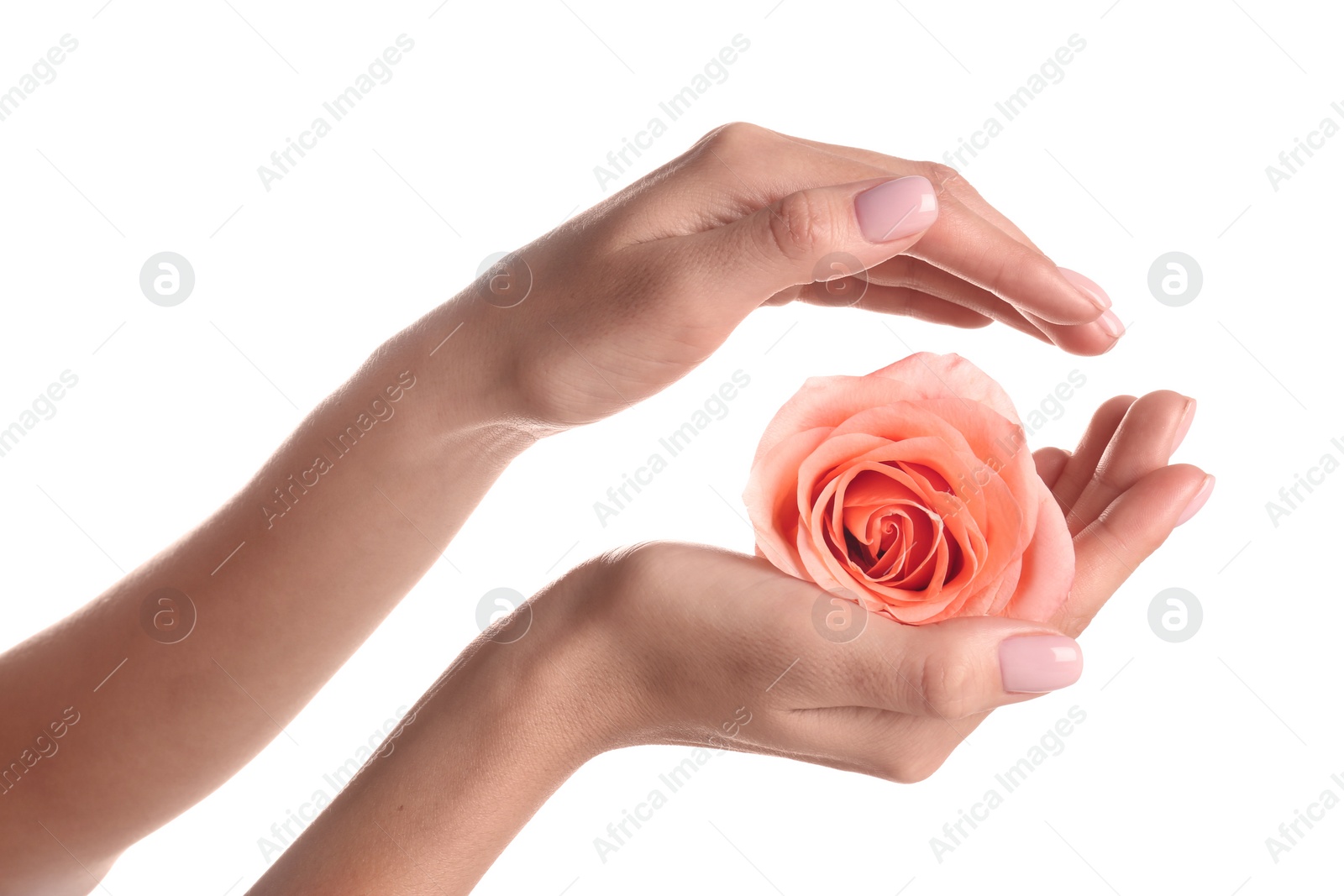 Photo of Woman holding rose on white background, closeup. Spa treatment