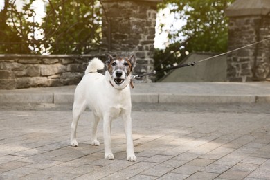 Cute Jack Russel terrier with leash on city street, space for text. Dog walking