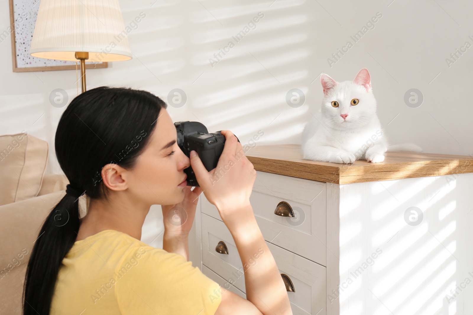 Photo of Professional animal photographer taking picture of beautiful white cat indoors