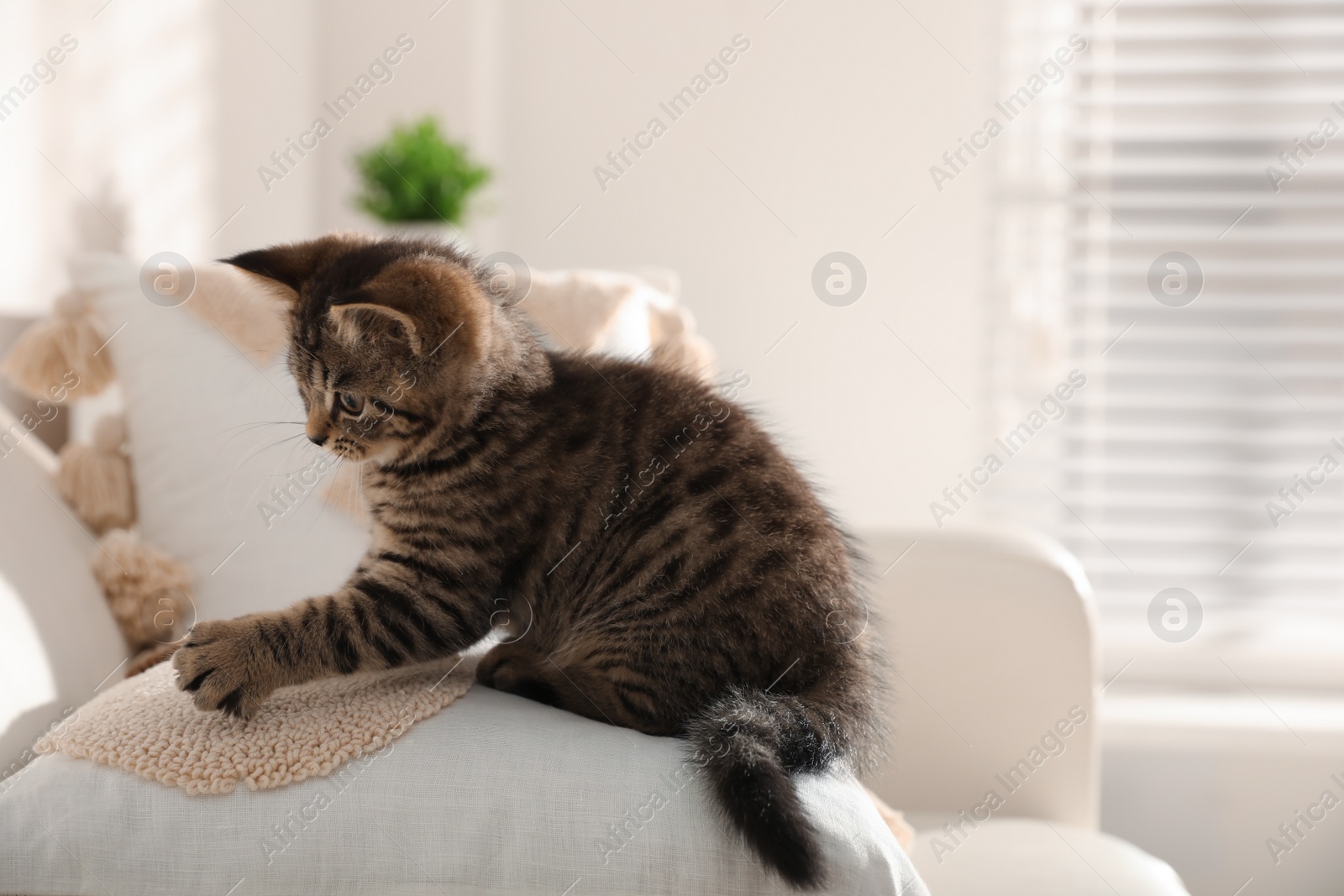 Photo of Cute tabby kitten on sofa indoors. Baby animal