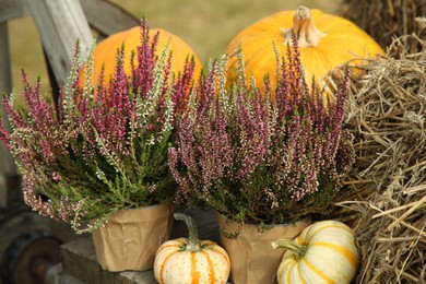 Photo of Beautiful heather flowers in pots, pumpkins and hay in wooden cart outdoors