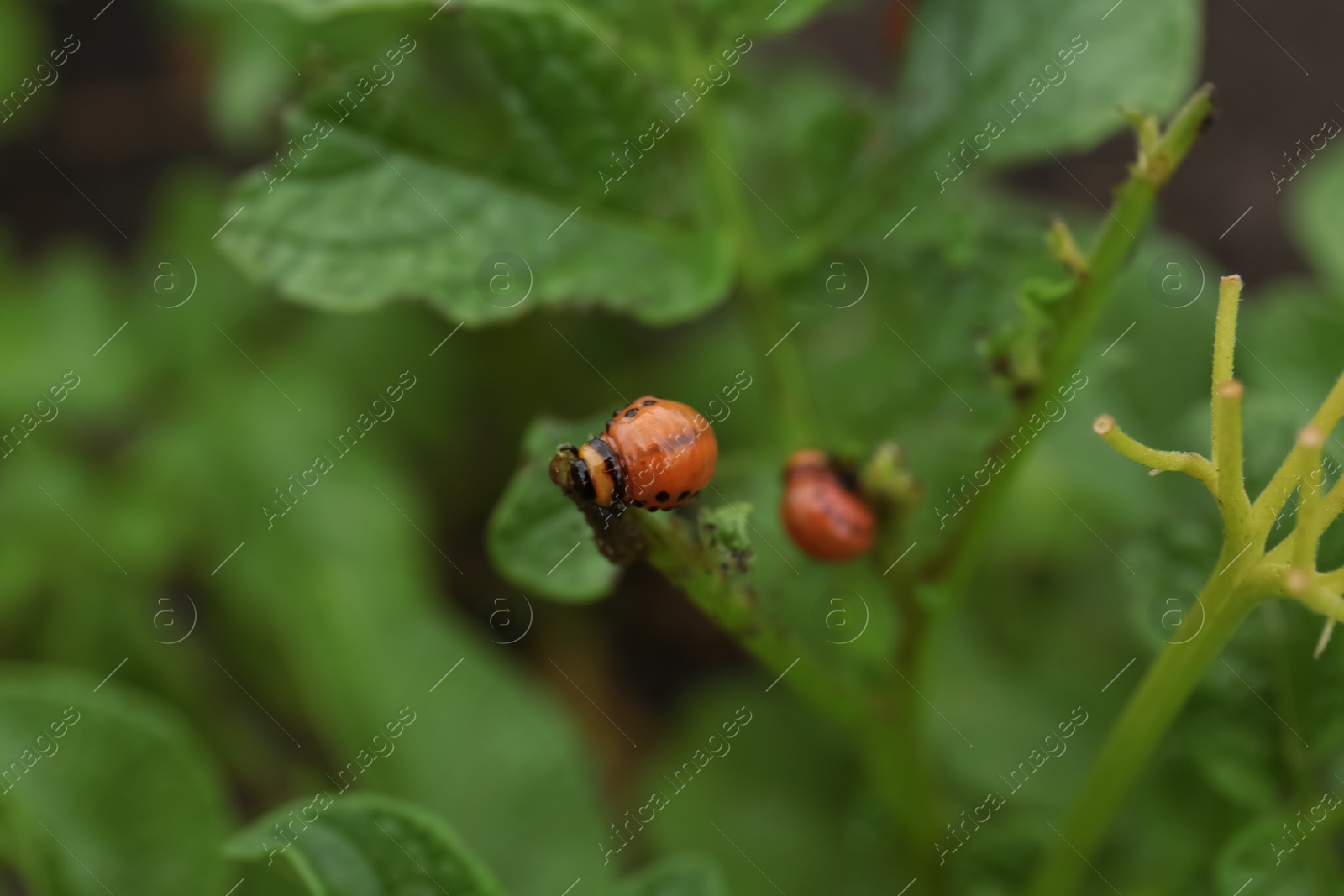 Photo of Larvae of colorado beetles on potato plant outdoors, closeup