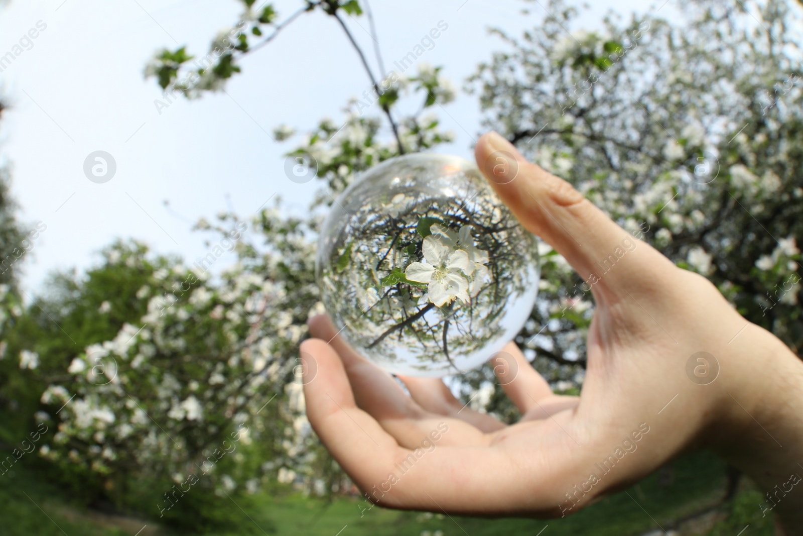 Photo of Beautiful tree with white blossoms outdoors, overturned reflection. Man holding crystal ball in spring garden, closeup