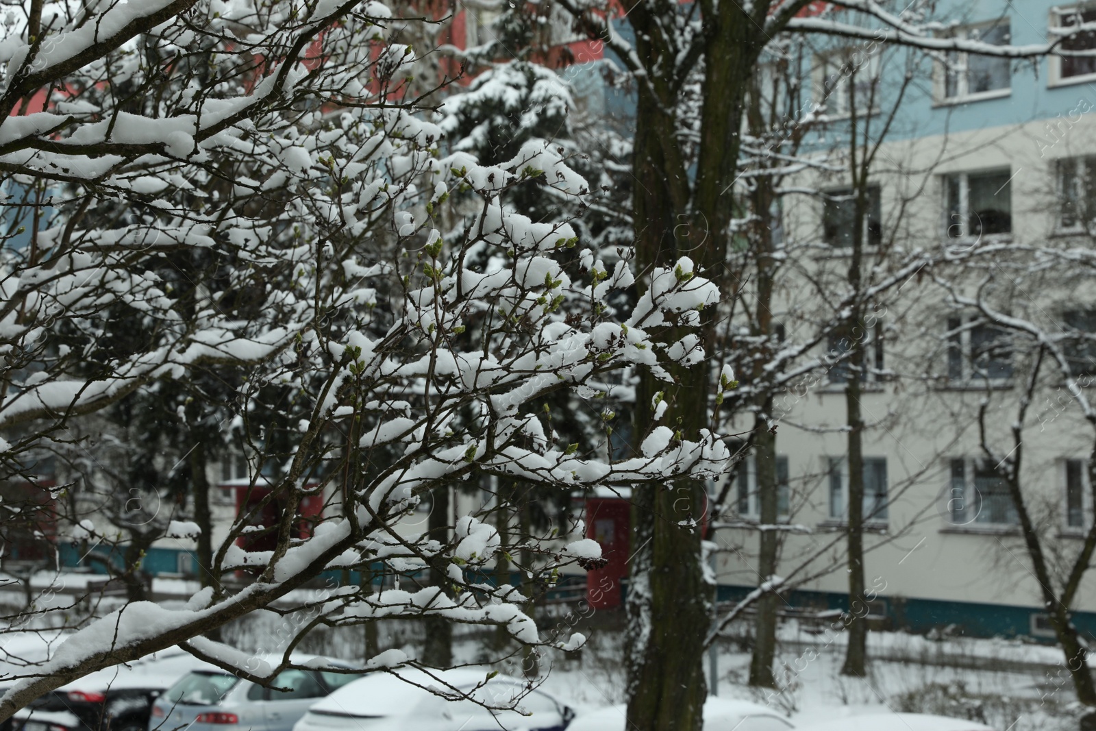 Photo of Beautiful trees covered with snow near building on winter day