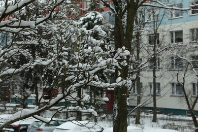 Beautiful trees covered with snow near building on winter day