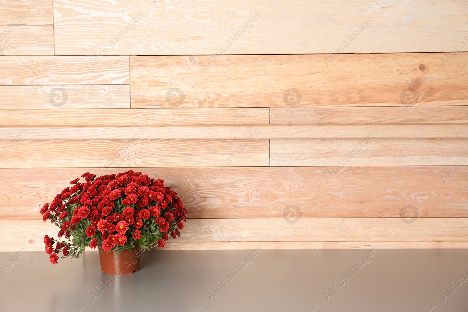 Photo of Beautiful potted chrysanthemum flowers on table near wooden wall. Space for text