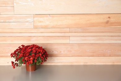 Beautiful potted chrysanthemum flowers on table near wooden wall. Space for text