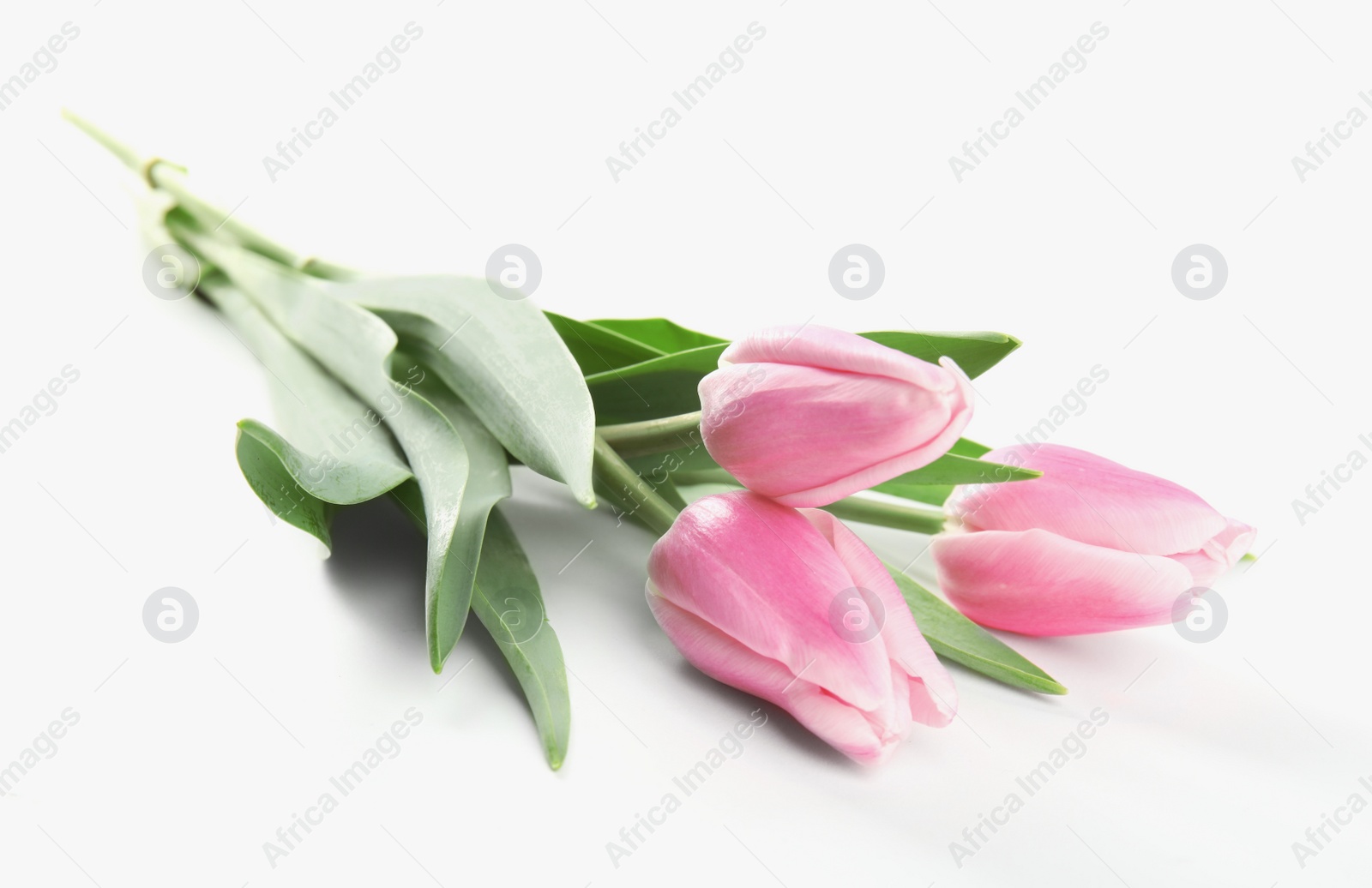 Photo of Beautiful pink spring tulips on white background