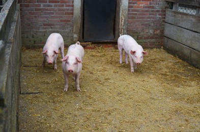 Photo of Many cute pigs in paddock at farm