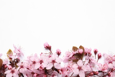 Cherry tree branch with beautiful pink blossoms on white background, top view. Space for text