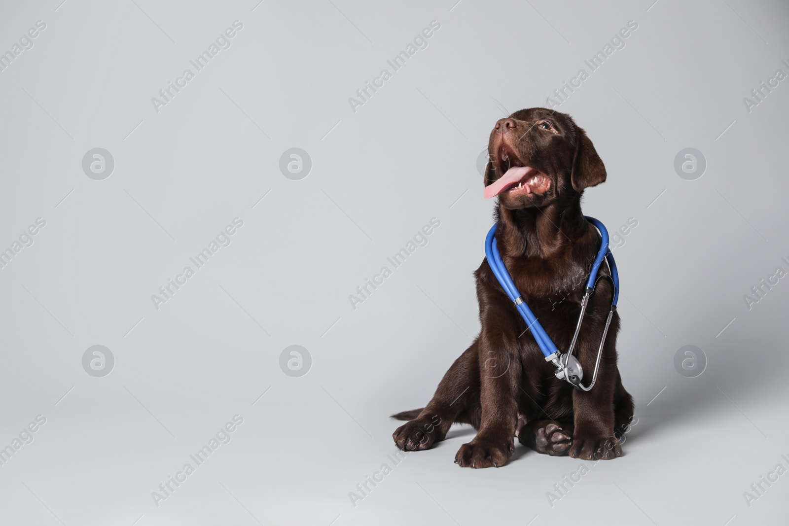 Photo of Cute Labrador dog with stethoscope as veterinarian on light grey background. Space for text