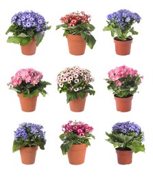 Image of Collection of beautiful flowers in pots on white background