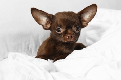 Photo of Cute small Chihuahua dog lying in bed