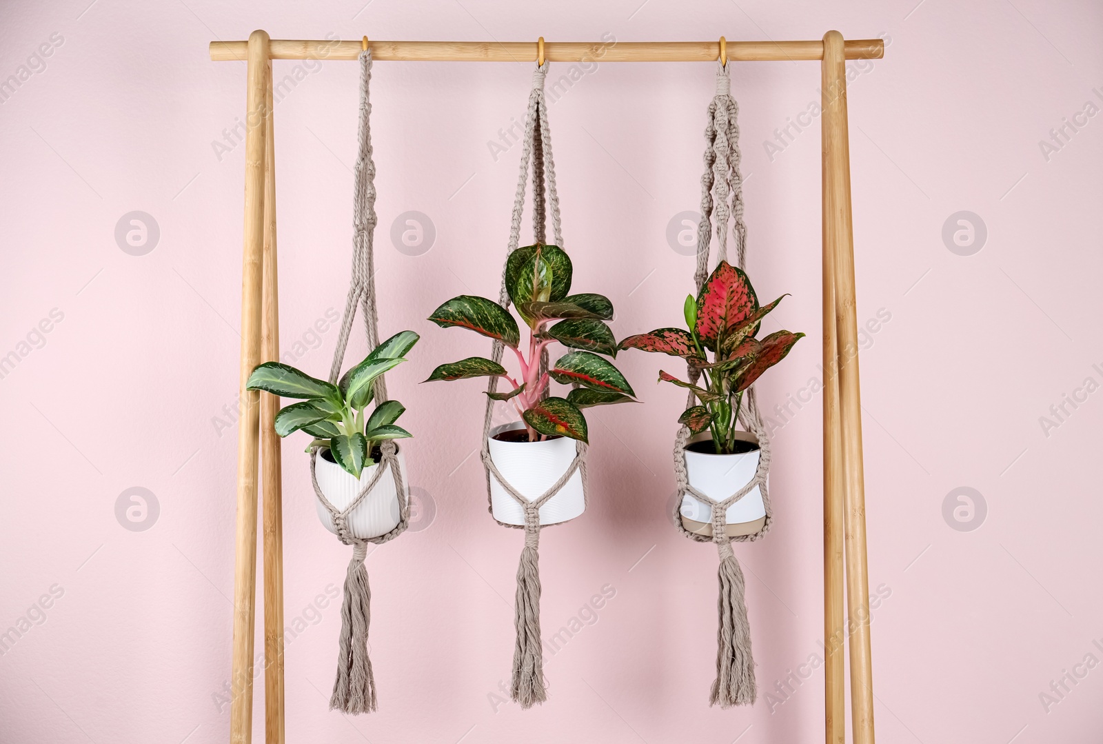 Photo of Beautiful houseplants hanging on wooden rack against pink background