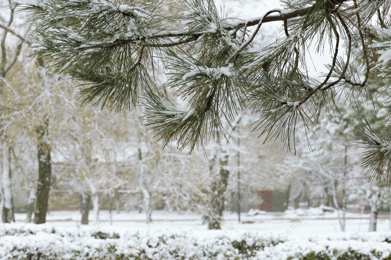 Photo of Beautiful view of tree branches covered with snow in park. Space for text