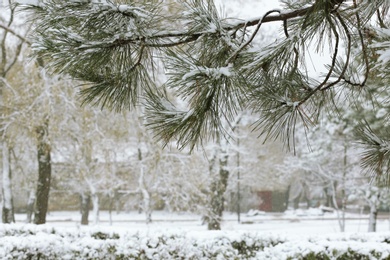 Photo of Beautiful view of tree branches covered with snow in park. Space for text