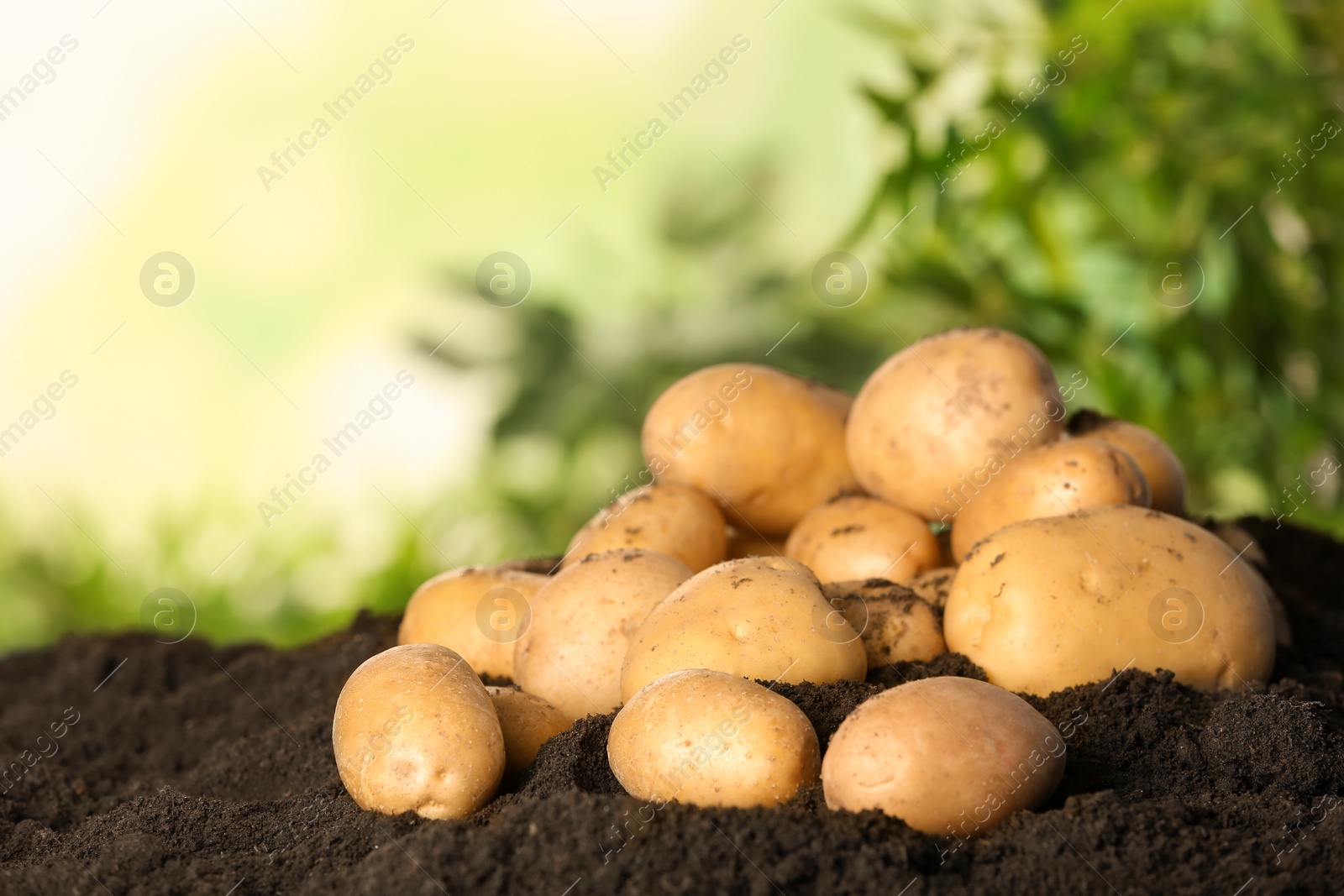 Photo of Pile of fresh organic potatoes on soil