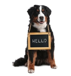 Image of Adorable dog with Hello sign on white background