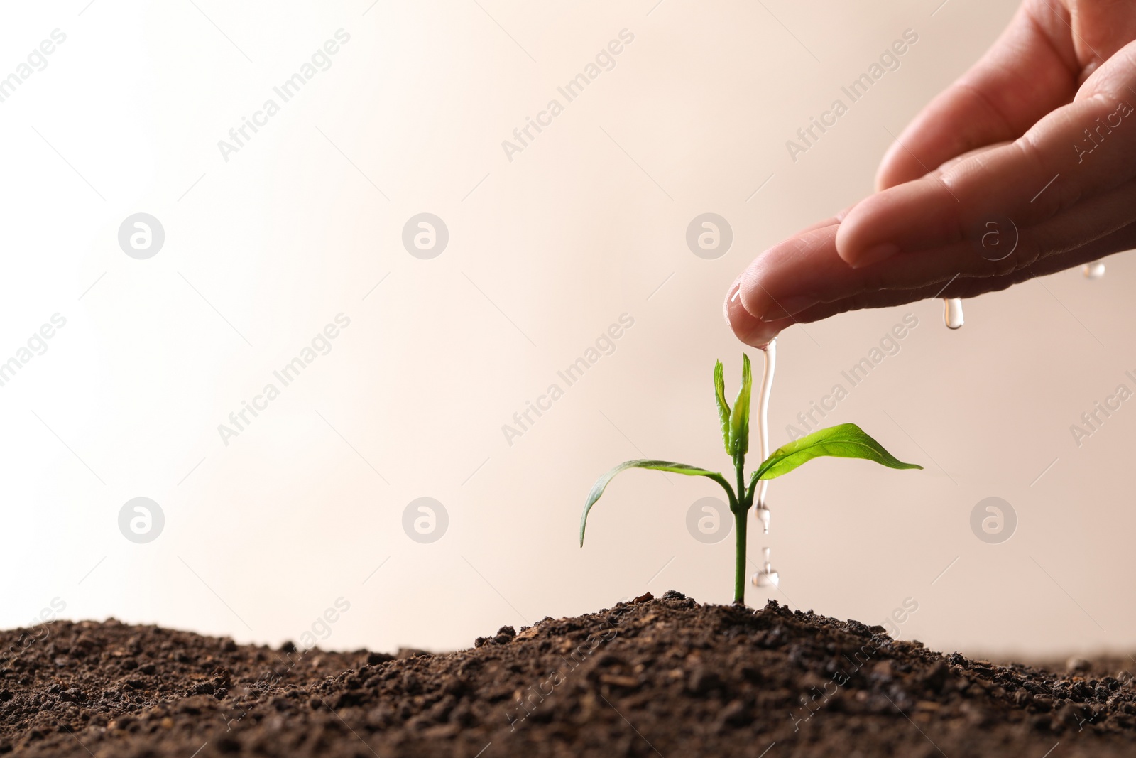 Photo of Woman pouring water on young seedling in soil against light background, closeup