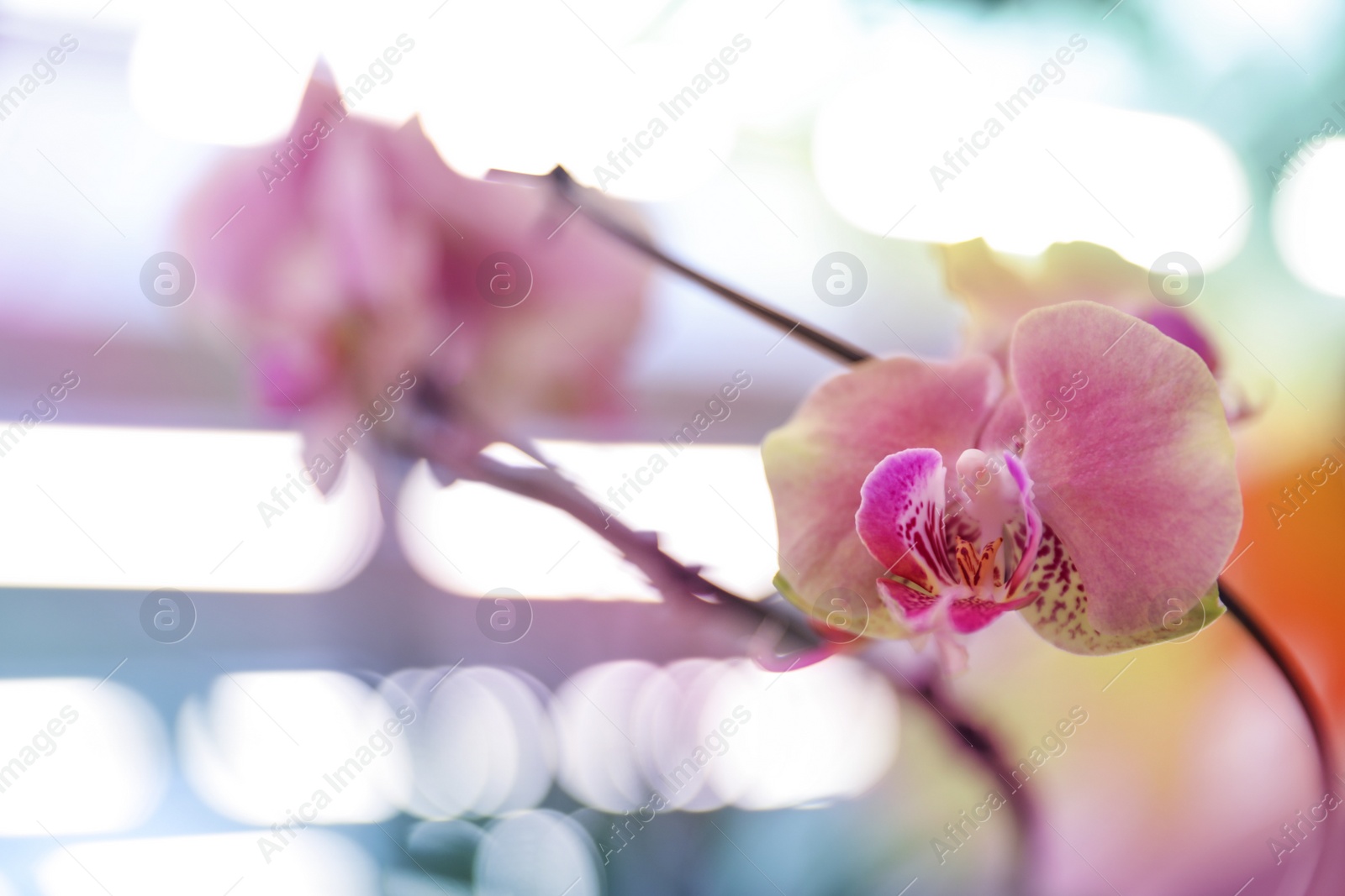 Photo of Beautiful blooming tropical orchid in store, closeup. Space for text