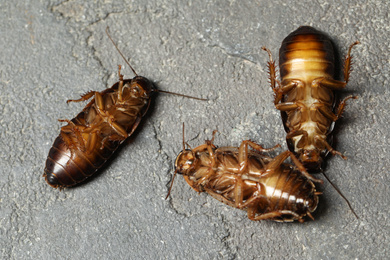 Photo of Dead brown cockroaches on grey stone background, flat lay. Pest control