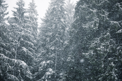 Photo of Picturesque view of coniferous forest on snowy winter day