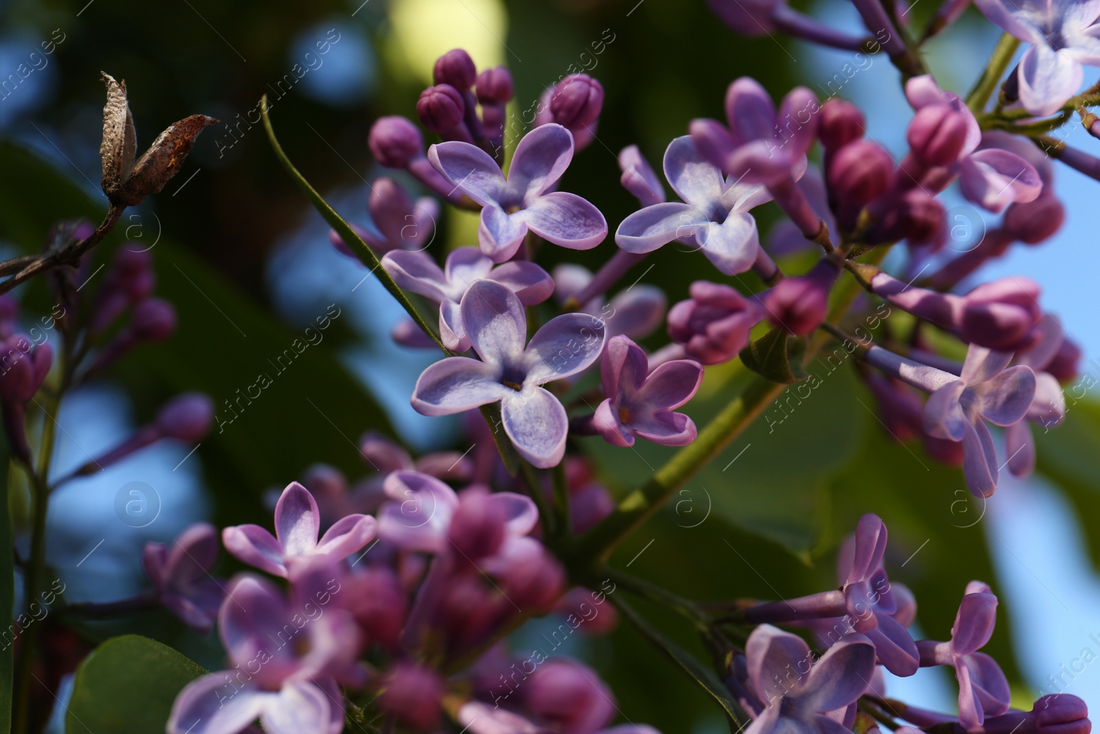 Photo of Closeup view of beautiful blossoming lilac shrub outdoors