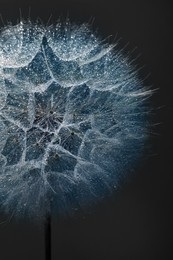 Beautiful fluffy dandelion flower with water drops on dark green background, closeup. Toned in blue color