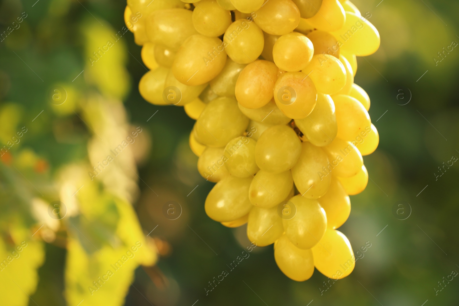 Photo of Bunch of fresh ripe juicy grapes against blurred background