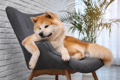 Cute Akita Inu dog on sofa in living room