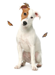 Cute Jack Russel Terrier and butterflies on white background. Lovely dog