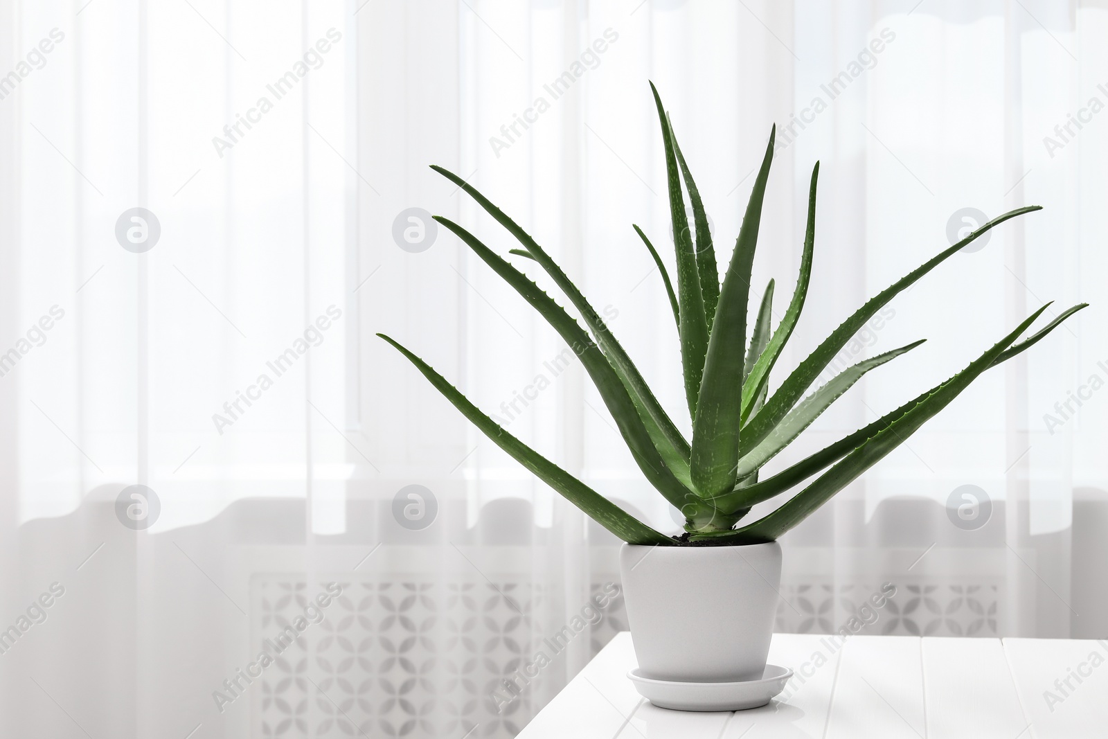 Photo of Green aloe vera plant in pot on table indoors, space for text