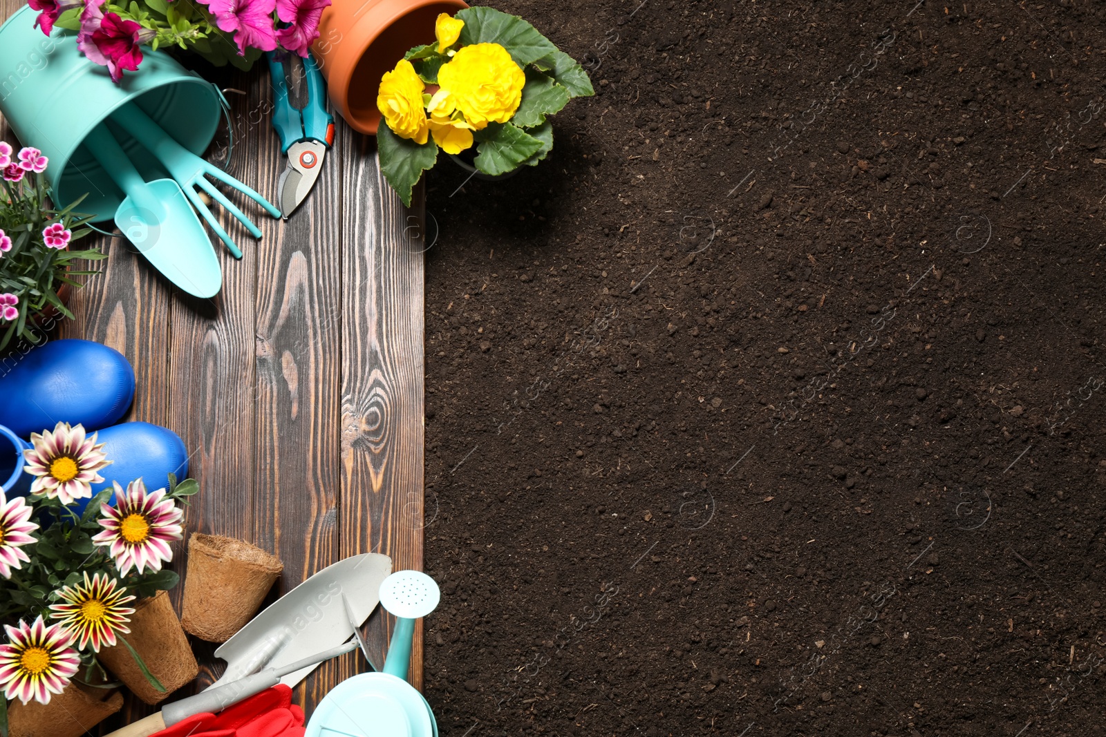 Photo of Gardening tools and flowers on wooden board near soil, flat lay. Space for text