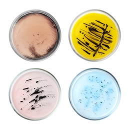 Image of Set of Petri dishes with different bacteria culture on white background, top view