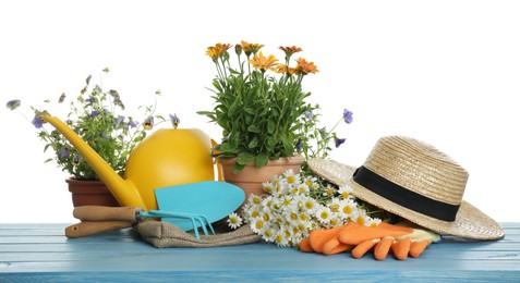 Beautiful potted plants and gardening equipment on blue wooden table against white background